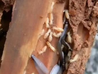 盐城白蚁防治公司分享学校、医院等公共场所白蚁防治管理方案